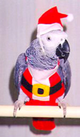 Bird_Santa