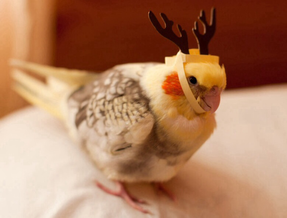 the-world_s-top-10-funniest-animals-dressed-as-reindeer-2