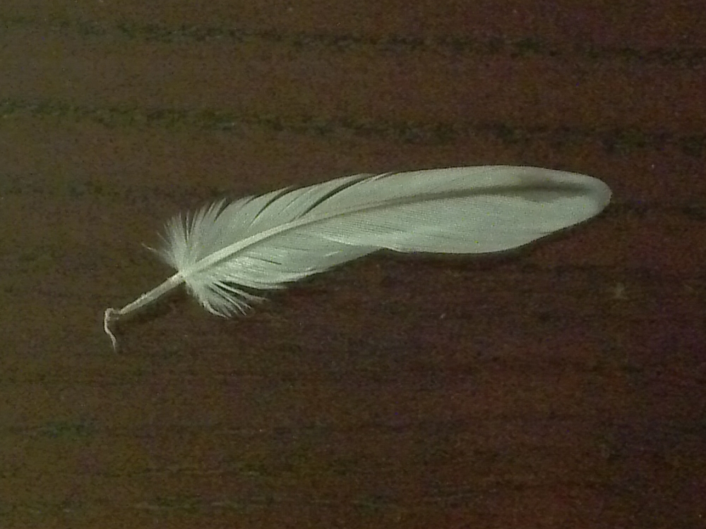 FirstFeather