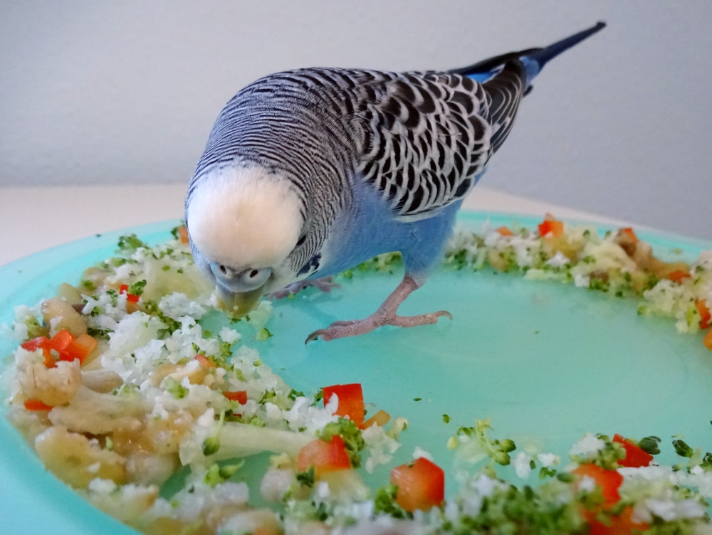 Leave a reply. budgie food. budgie. 