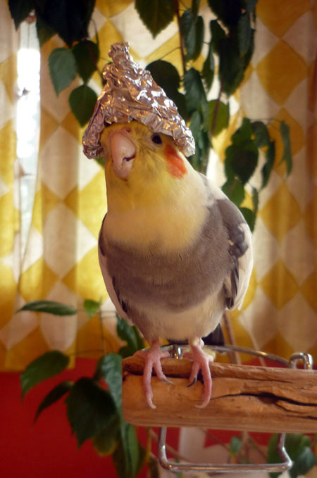 cockatiel with hat
